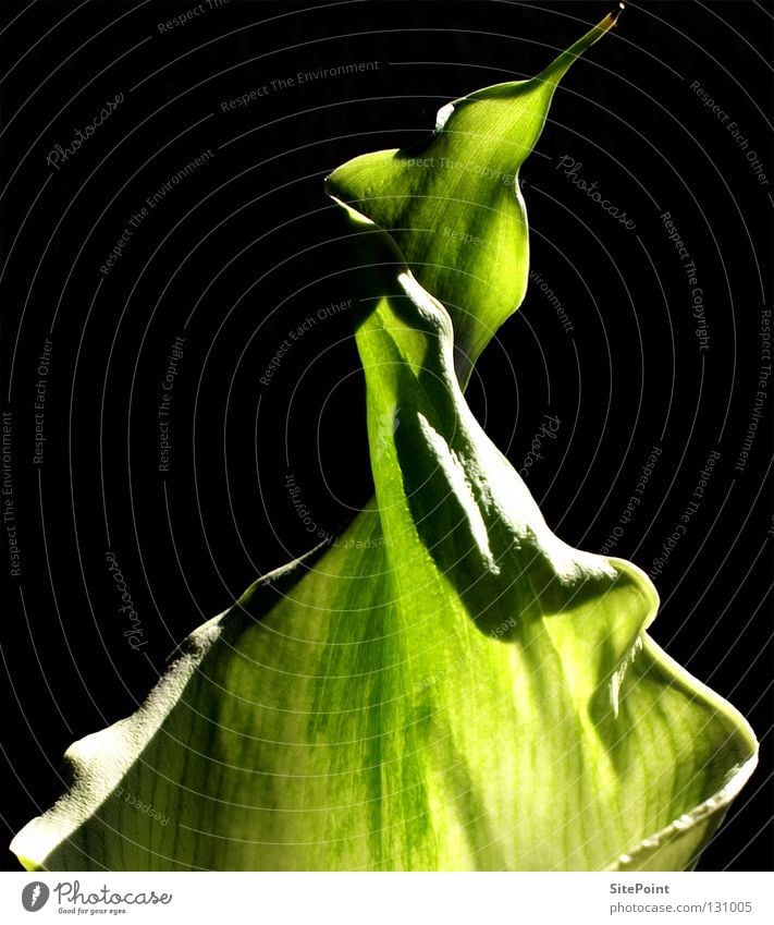 Green Calla Flower Black green detail Point