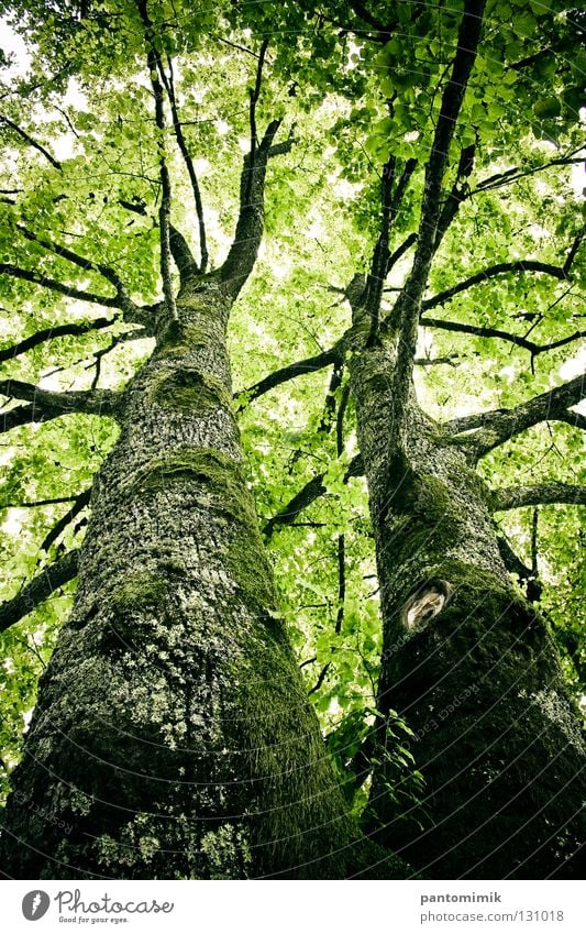 trees Jump high old twins leaves under