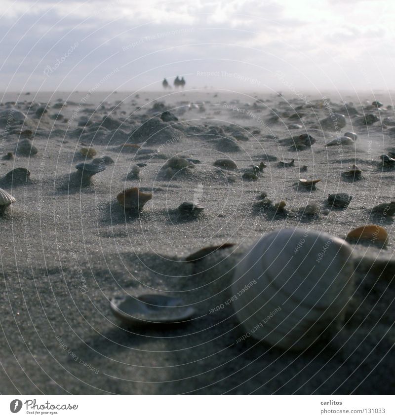 windswept Beach Gale Unfriendly Mussel Flotsam and jetsam To go for a walk Sylt Relaxation Air Oxygen Infinity Coast Weather Sand Wind Climate but beautiful