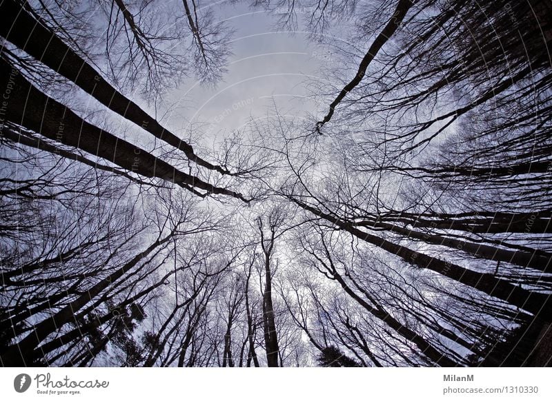 wood Environment Nature Sky Winter Tree Forest Wood Threat Dark Gigantic Creepy Wild Emotions Moody Fear Distress Adventure Chaos Experience Grief Sadness