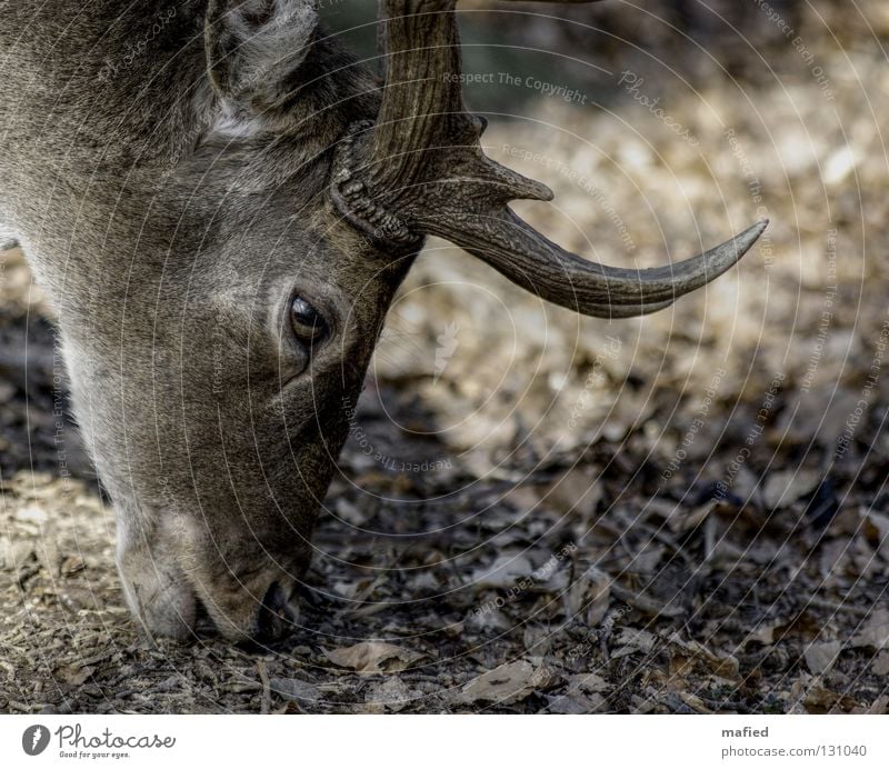 fallow deer Deer Fallow deer Game park Antlers Gray Brown Silhouette To feed Peace Mammal Profile Be confident Looking Wild animal Smooth Eyes