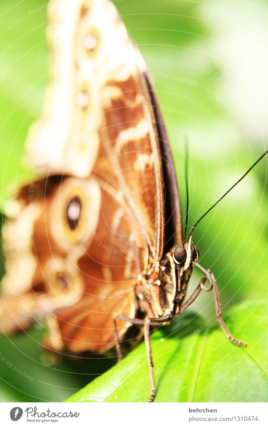 you don't stretch your tongue... Nature Plant Animal Spring Summer Leaf Garden Park Meadow Wild animal Butterfly Wing 1 Observe Relaxation Flying To feed Sit