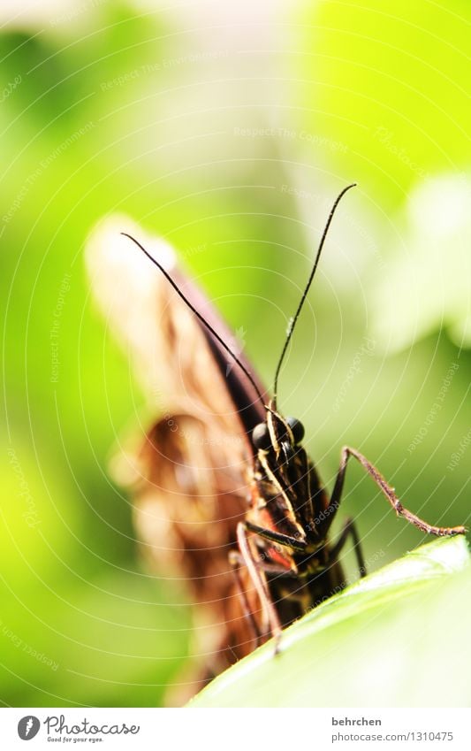 mike glotzkowski to the second Nature Animal Spring Summer Beautiful weather Garden Park Meadow Wild animal Butterfly Animal face Wing 1 Observe Relaxation