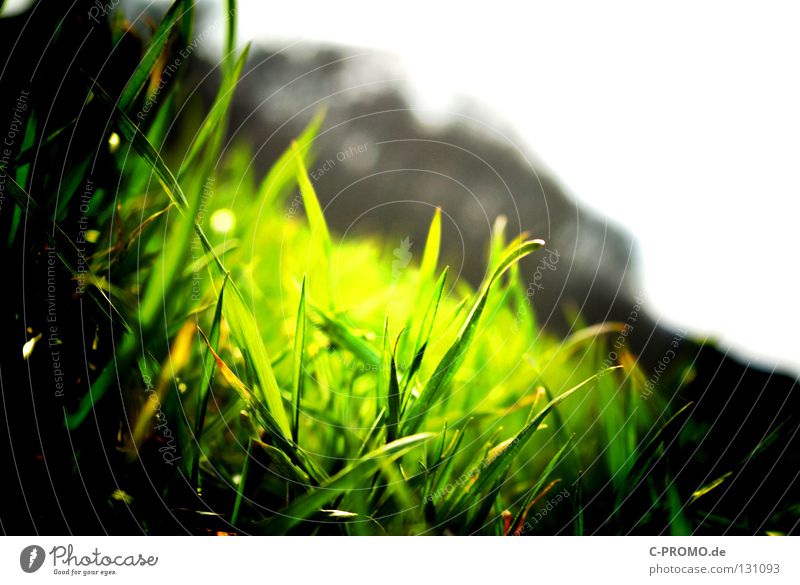 green Grass Green Meadow Lomography Nature Lawn Contrast Illuminate