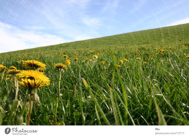 buttercup party Dandelion Meadow Grass Green Pasture Spring Mecklenburg-Western Pomerania Sky Sun Idyll