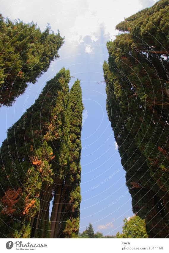 skyscrapers Sky Beautiful weather Plant Tree Cypress Growth Large Tall Blue Green Colour photo Exterior shot Deserted Copy Space middle Day Worm's-eye view