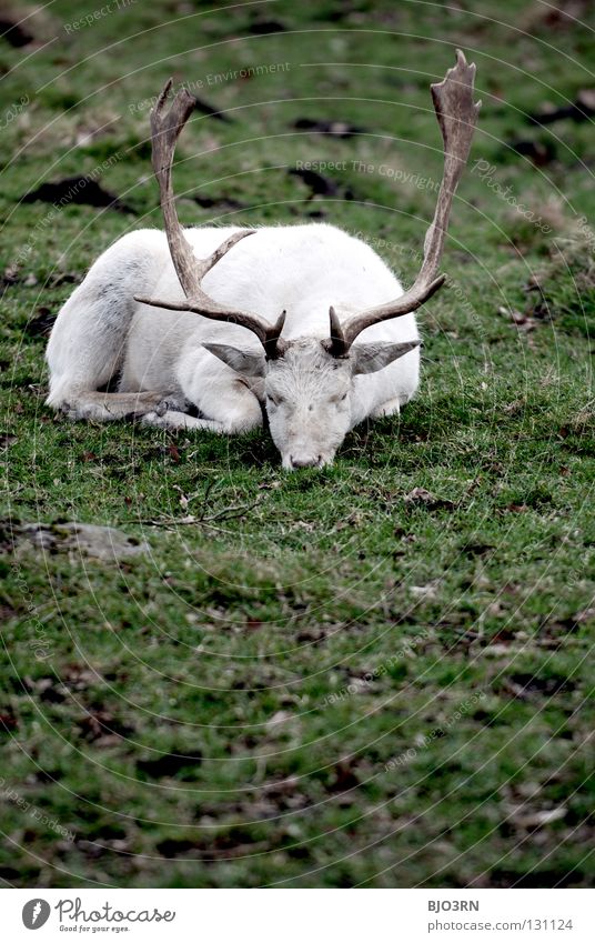 morning low Albino Bavaria Buck Animal Deer Even-toed ungulate Portrait format Mammal Front view Germany White albinism animals artiodactyls bavarian bucks