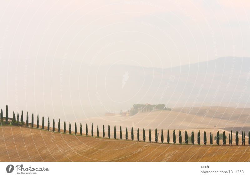 Everything's fine Environment Nature Landscape Earth Sand Storm clouds Summer Bad weather Fog Plant Tree Cypress Field Hill Val d'Orcia Tuscany Italy Street