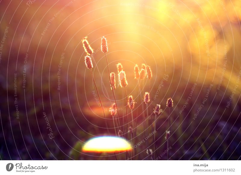 golden flood Environment Nature Landscape Sun Sunrise Sunset Sunlight Summer Plant Grass Wild plant Happy Contentment Optimism Power Warm-heartedness Calm