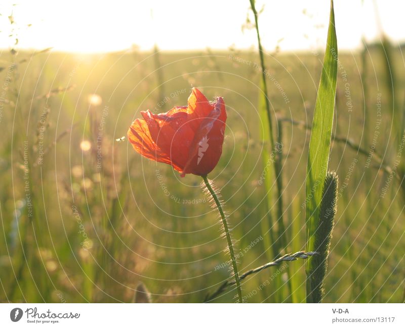 poppy flower Field Flower Poppy Nature Macro (Extreme close-up)