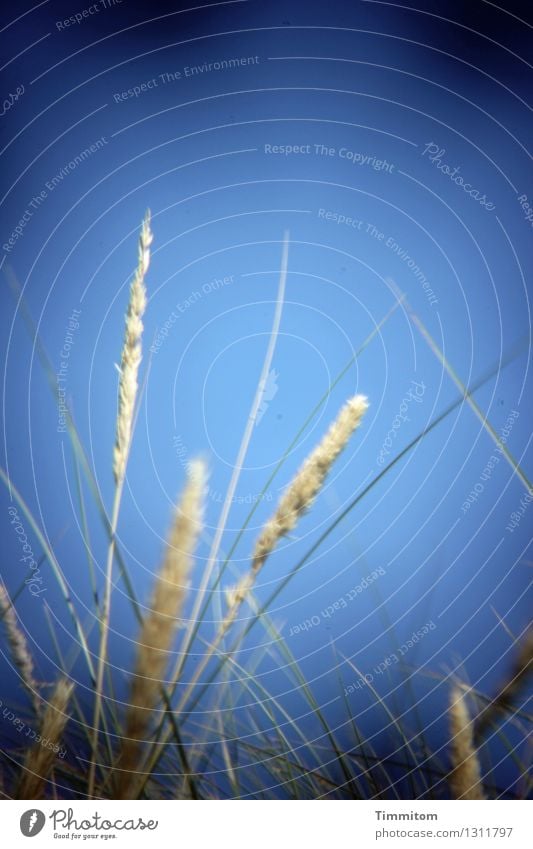 There were days like this. Vacation & Travel Environment Nature Plant Sky Summer Beautiful weather Grass Growth Simple Natural Blue Emotions Colour photo