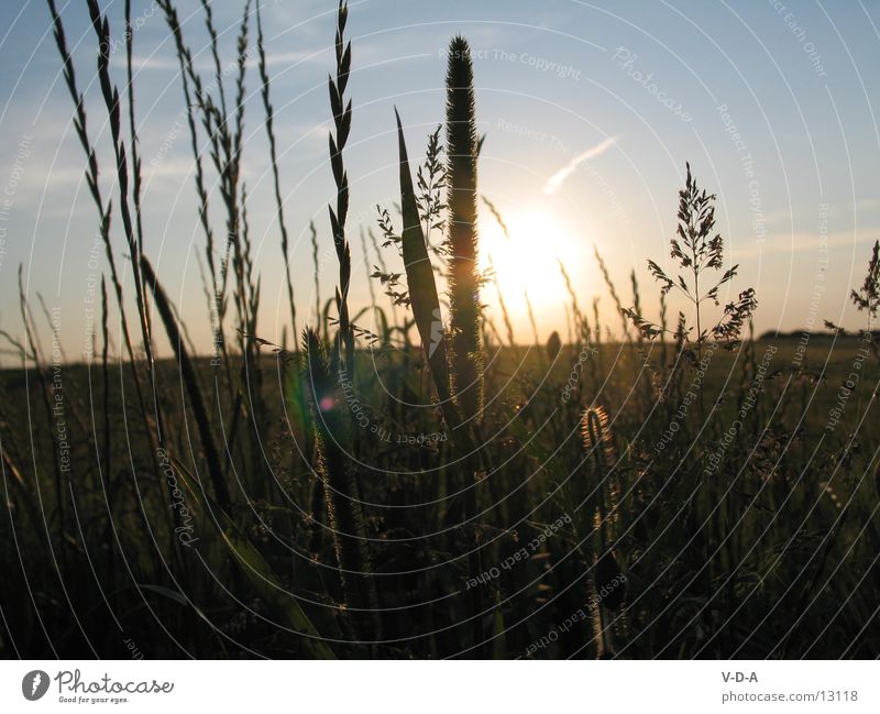 Evening Field Nature Sun