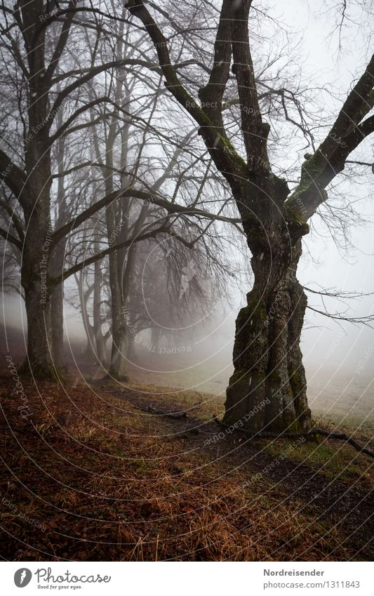 gnarly.... Hiking Nature Landscape Plant Autumn Climate Bad weather Fog Rain Snowfall Tree Lanes & trails Threat Dark Creepy Calm Loneliness Bizarre Stagnating