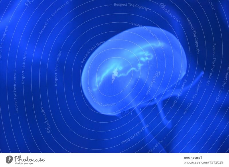moon jellyfish Nature Animal Ocean Wild animal Jellyfish 1 Elegant Colour photo Subdued colour Underwater photo Deserted Neutral Background Night Light