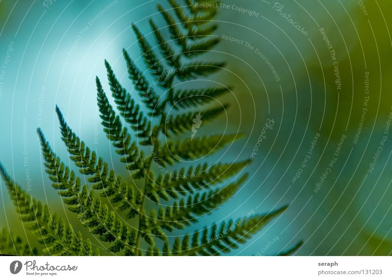 Fern Pteridopsida Green Plant royal fern spotted fern Nature Fern leaf Delicate Stalk Plumed Fresh Growth Botany Macro (Extreme close-up) Spore Natural Organic