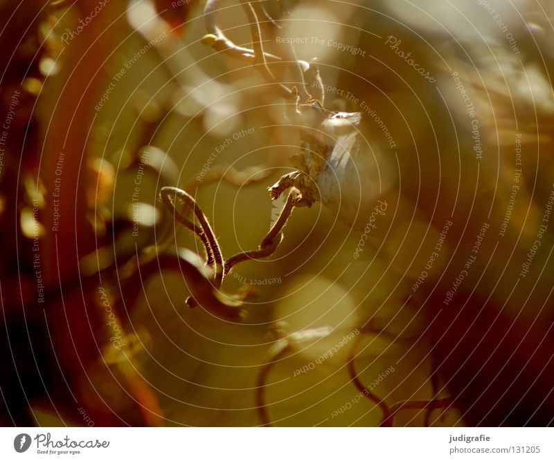 hazelnut Hazelnut Bushes Tree Back-light Glittering Environment Growth Flourish Winter Muddled Branched Physics Brown Red Plant Colour Twig hazel bush