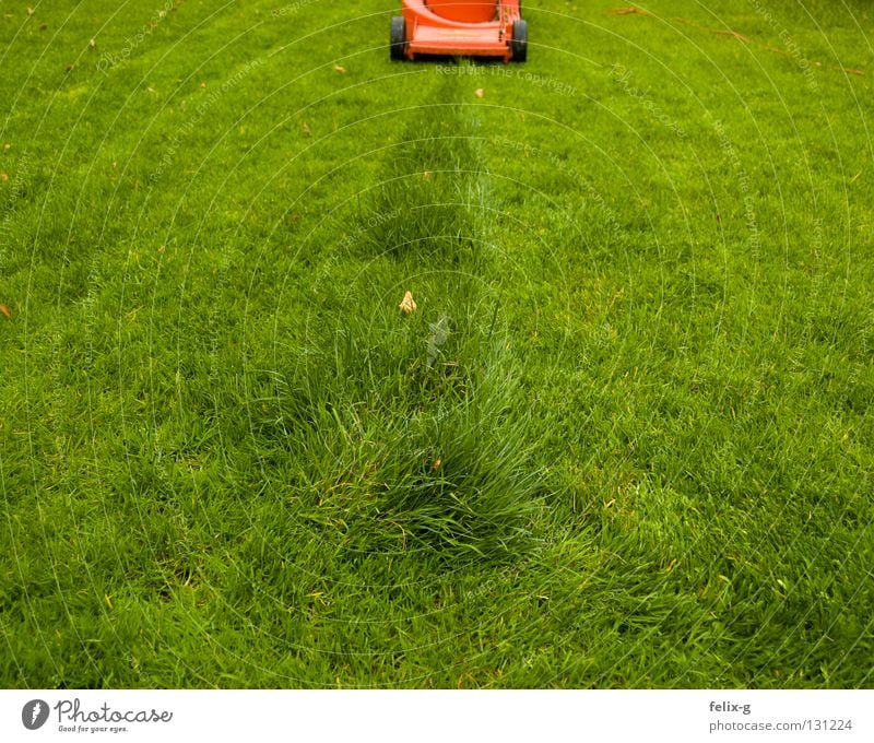 final spurt Meadow Lawnmower Green Red Tracks Remainder Flower Grass surface Last Garden Park Mow the lawn little Row Line