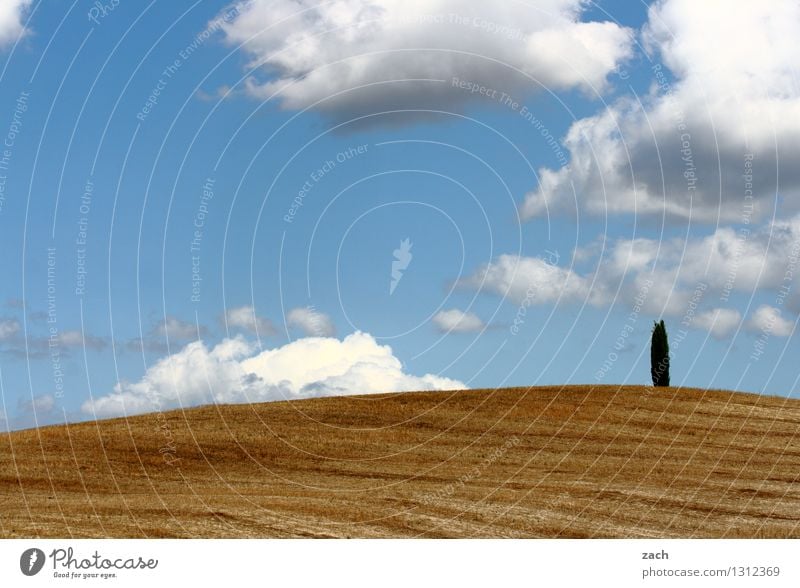 Poor vegetation. Earth Sand Sky Clouds Beautiful weather Drought Plant Tree Cypress Field Hill Desert Italy Tuscany Val d'Orcia Growth Blue Yellow Loneliness