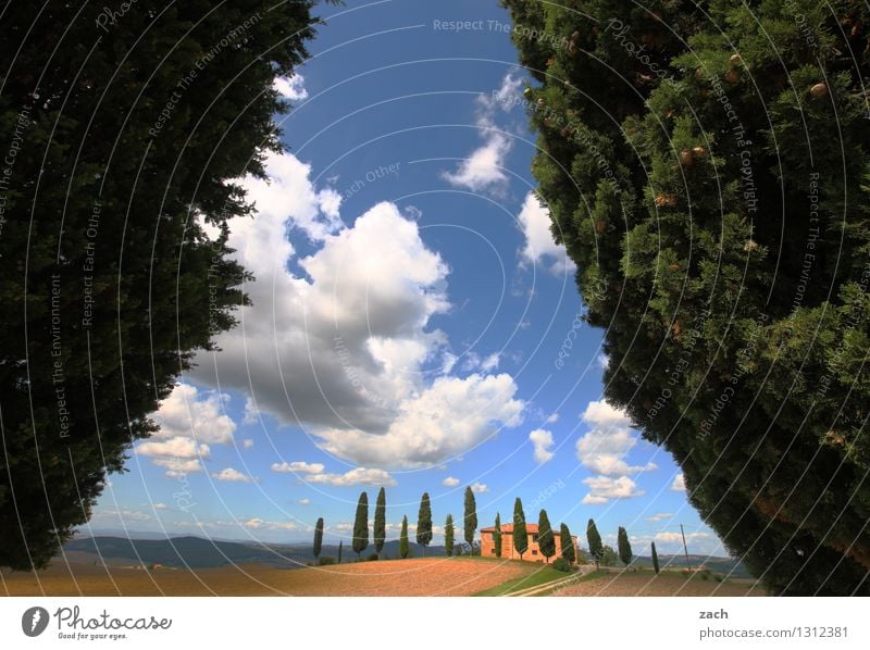 refuge Landscape Earth Sand Sky Clouds Summer Beautiful weather Plant Tree Cypress Park Field Hill Pienza Italy Tuscany Detached house Street Lanes & trails