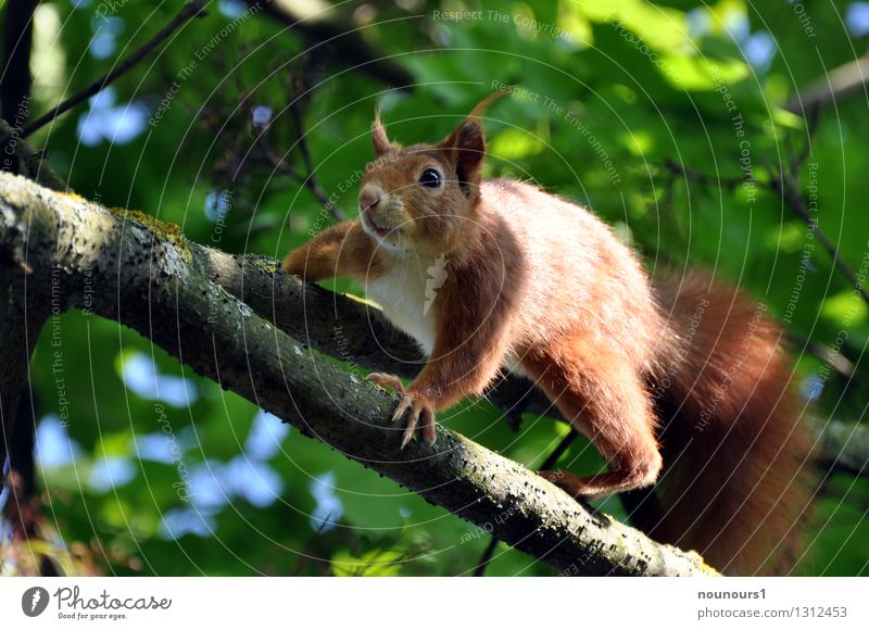 eye to eye Animal Wild animal Animal face Pelt Claw 1 Colour photo Exterior shot Day Contrast Shallow depth of field Central perspective Animal portrait Looking