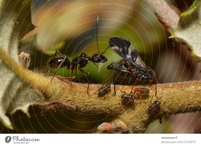 Birth of a louse Wild animal Wing Group of animals Baby animal Touch Crawl Colour photo Close-up Macro (Extreme close-up) Day Shallow depth of field