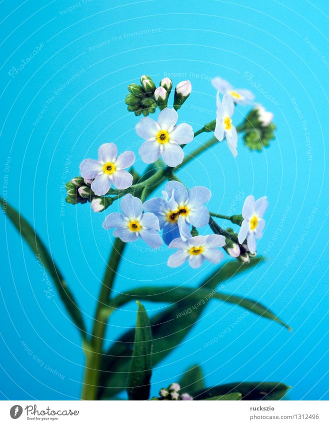 Forget-me-not swamp, Myosotis palustris Nature Plant Water Blossom Bog Marsh Pond Lake Free Blue Forget-me-not Swamp myosotis palustris blue flowers