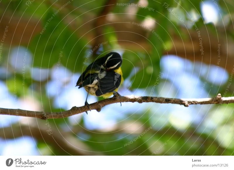 bird Bird Branch Nature St. Lucia pigeon island Exterior shot