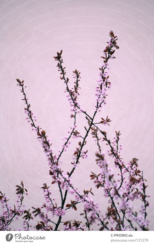 pink jump Spring Art Blossom Delicate Tree Bushes Pink Jump Life Flower Plantlet Burgundy florists flowers shrub