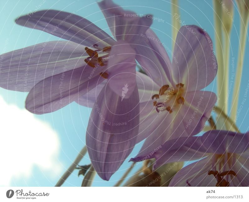 AutumnTimeLos Blossom Flower Violet Sky Blue Macro (Extreme close-up)