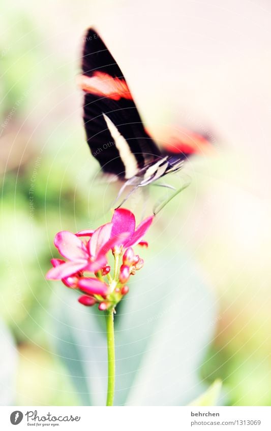 What was left of the day... Nature Plant Animal Spring Summer Beautiful weather Flower Leaf Blossom Wild plant Garden Park Meadow Wild animal Butterfly Wing 1