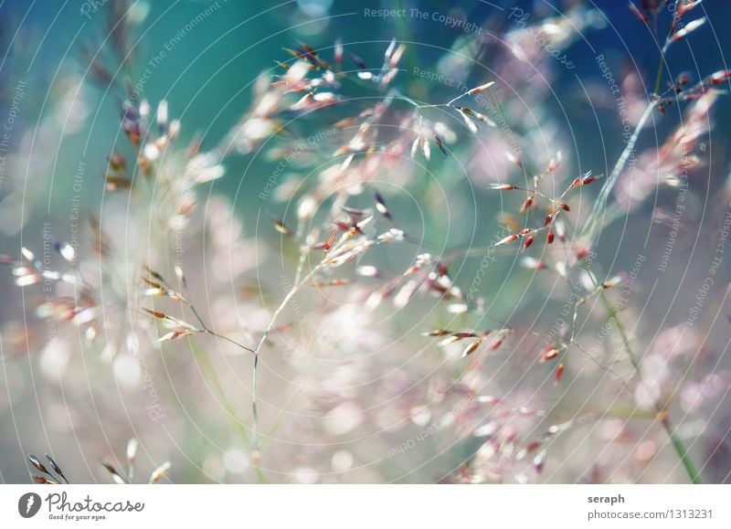 Flowering Grass Blade of grass Multicoloured Fresh Summer Rural Nature Natural Meadow Shallow depth of field Herbs and spices Plant Common Reed Marsh grass