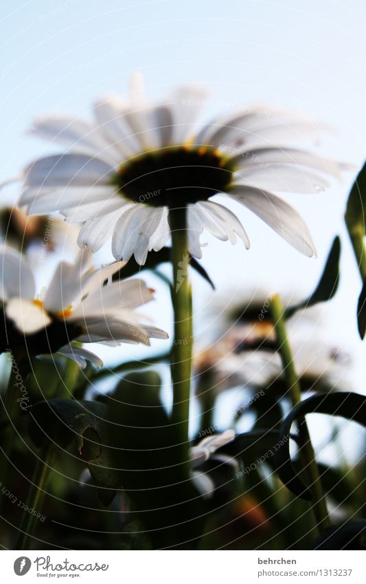 dwarf perspective Nature Plant Sky Summer Autumn Beautiful weather Flower Leaf Blossom Marguerite Garden Park Meadow Blossoming Fragrance Faded Growth Sadness