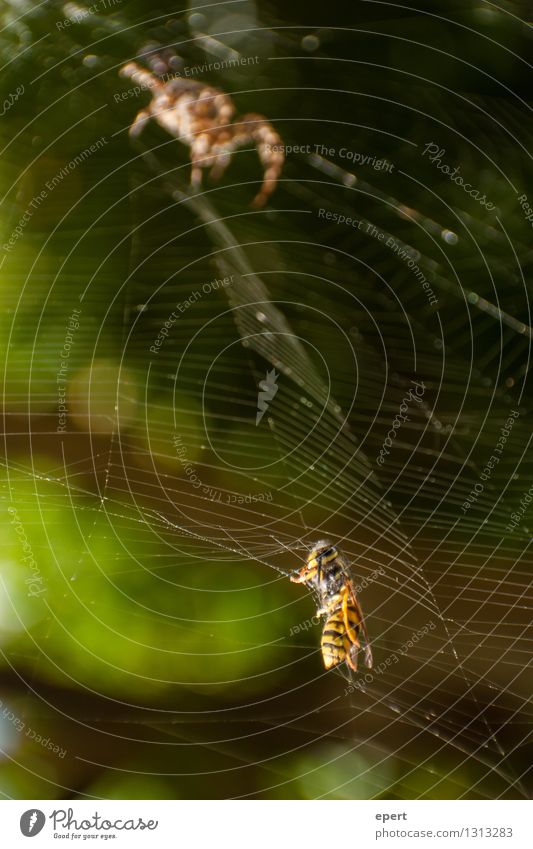 Found food Animal Bee Spider Wasps Insect 2 Spider's web Net Trap To feed Hunting Curiosity Expectation Nature Instinct Appetite Eating Colour photo