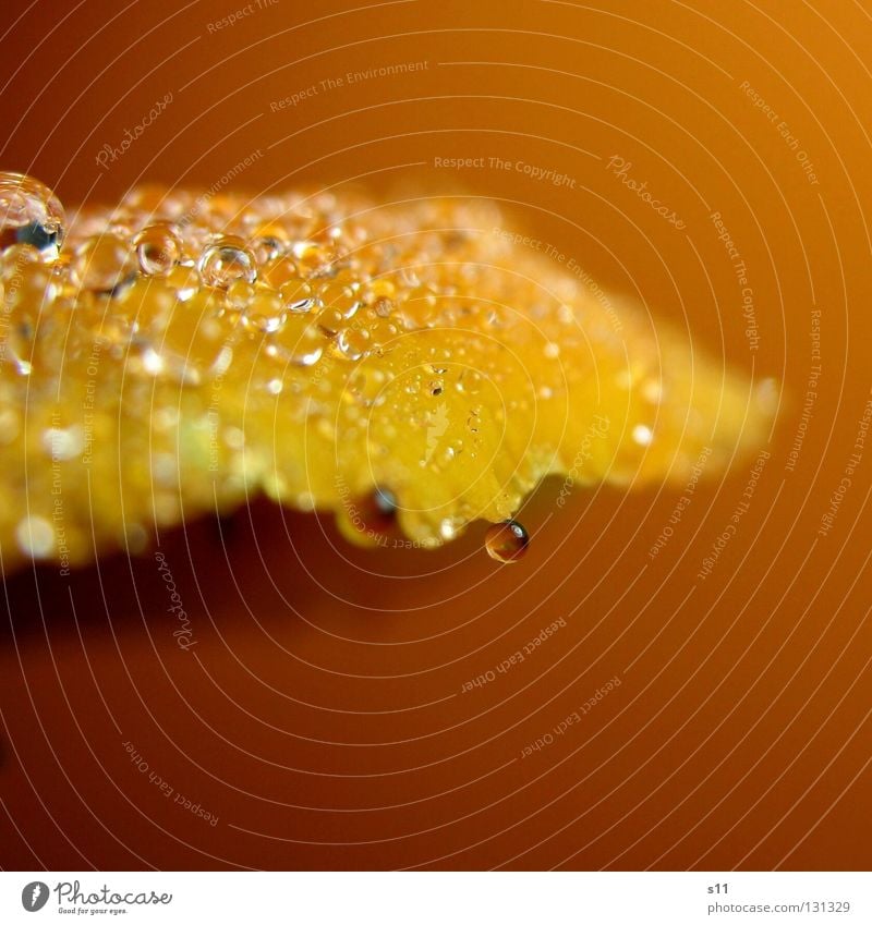 orange Blossom Flower Blossom leave Velvety Wet Rain Plant Hang Marble Yellow Macro (Extreme close-up) Close-up Colour Orange Water water drip Drops of water