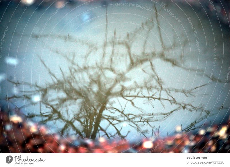 looks weird... Tree Leaf Puddle Reflection Rotated Beautiful Vignetting Black Gray Green Brown Watercolors Float in the water Still Life Waves Calm Relaxation