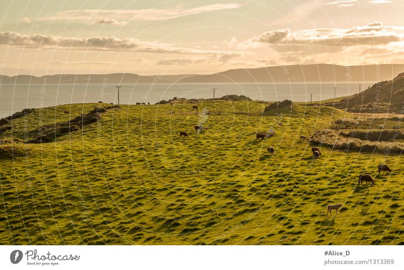 Pastureland on the coast of Scotland Farm animal Cow Group of animals Herd Sustainability Gold Green Nature ungulates Grassy plains Coast Landscape Sky Orange