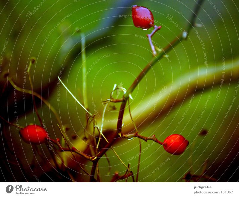 red Red Medicinal plant Bushes Green Autumn Winter Wet Cold Small Thorn Delicate Environment 3 Colour Berries Tea Fruit Twig Drops of water Nature Branch