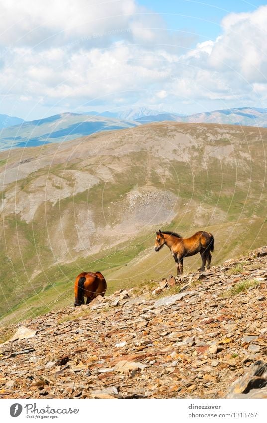 Horser in the mountains Beautiful Vacation & Travel Tourism Summer Mountain Hiking Environment Nature Landscape Animal Sky Clouds Grass Park Forest Hill Rock