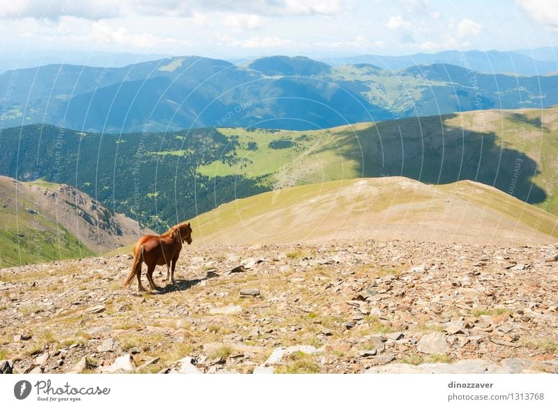 Horse in mountains Beautiful Vacation & Travel Tourism Summer Mountain Hiking Environment Nature Landscape Animal Sky Clouds Grass Park Forest Hill Rock Stone