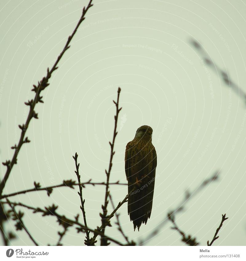 falcon spring Environment Nature Plant Animal Tree Treetop Twigs and branches Bird Falcon Kestrel 1 Crouch Sit Free Natural Gray Dreary Colour photo