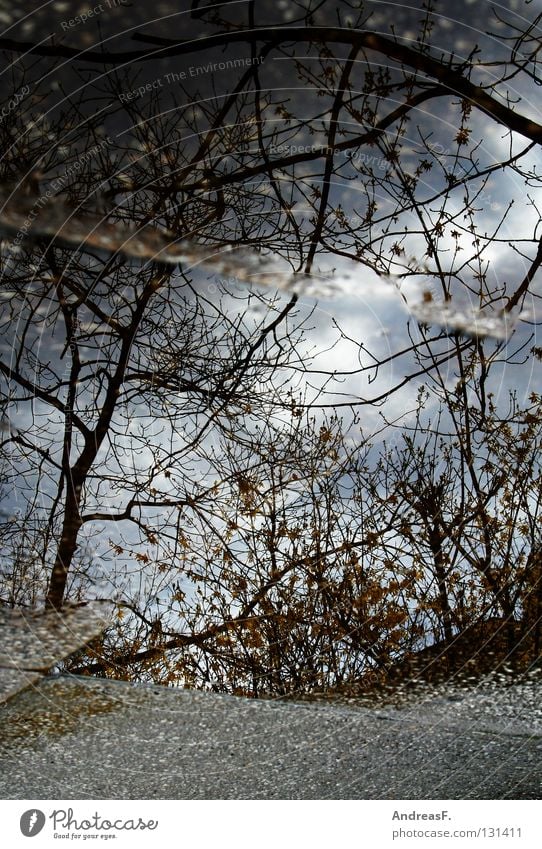 puddle Puddle Water reflection Flood Wet Cold Rain Mirror Reflection Tree Forest Storm Sidewalk Water damage Thunder and lightning water level Weather Branch