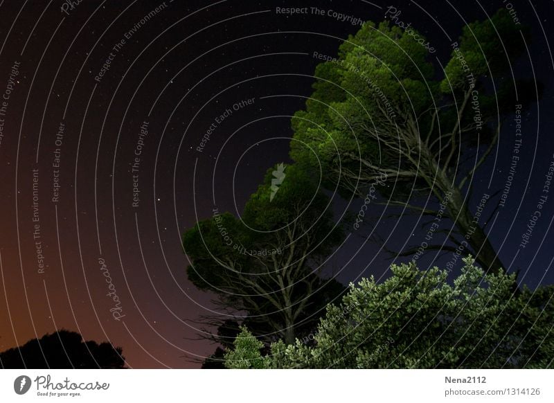 night's rest Environment Nature Landscape Plant Sky Cloudless sky Night sky Stars Summer Beautiful weather Tree Park Forest Mountain Dark Fantastic Infinity