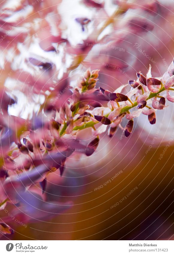 pink Barcelona Spain Plant Flower Blossom Spring Beautiful Esthetic Noble Stalk Tendril Violet Pink Kitsch Blur Summer Summery Purple Radiation Blooming