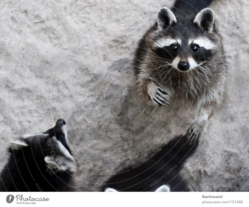 The Gang Animal Sand Wild animal Animal face Pelt Claw Paw Zoo Group of animals Pack Observe Curiosity Cute Gray Black White Raccoon Wave Mammal Eyes Beg Ear