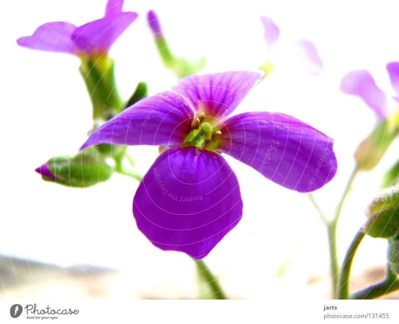 flowerpower Flower Blossom Light Violet Mountain madwort Beautiful Macro (Extreme close-up) Close-up Nature jarts Garden