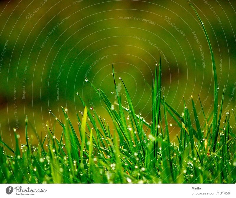 lace dance Grass Meadow Wet Green Round Transparent Miniature Ecological Deep Under Love of nature Calm Relaxation Fresh Park Lawn Rope Drops of water Rain