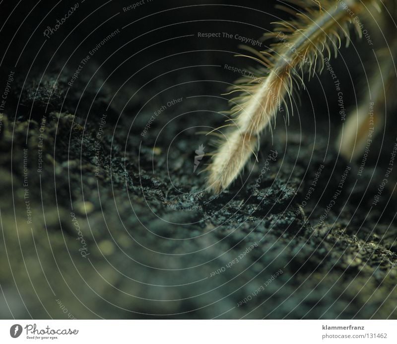 fine leg hair worn open Thin Spider Bird-eating spider Living thing Animal Terrarium Macro (Extreme close-up) Close-up giant bird-eating spider Earth Legs