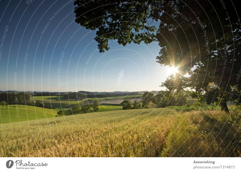 summer landscape Environment Nature Landscape Plant Air Sky Cloudless sky Horizon Sun Sunrise Sunset Sunlight Summer Weather Beautiful weather Warmth Tree Grass