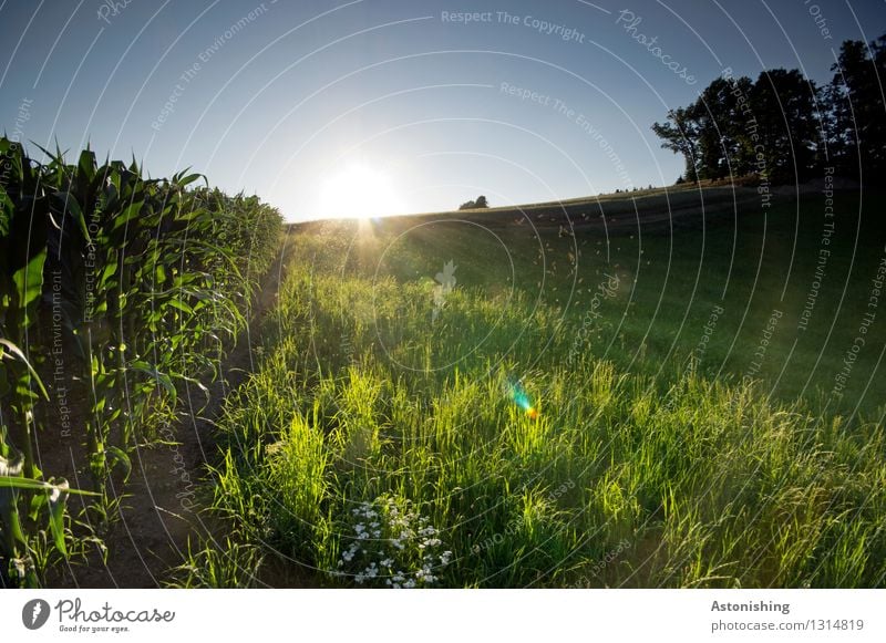 sunbathed Environment Nature Landscape Plant Air Sky Cloudless sky Horizon Sun Sunrise Sunset Sunlight Summer Weather Beautiful weather Warmth Tree Flower Grass