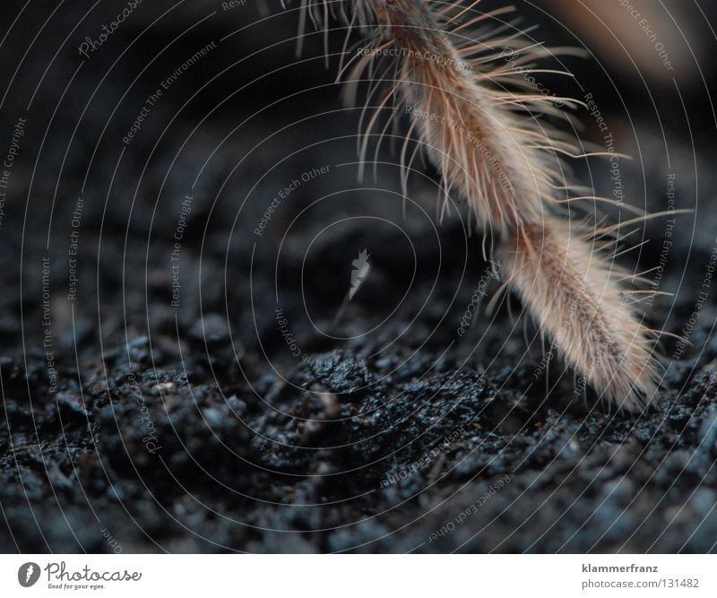 One leg Copy Space bottom Copy Space left Partially visible Section of image Detail Spider legs Legs giant bird-eating spider Earth Terrarium Bird-eating spider